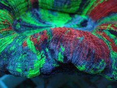 画像2: No.43 オオバナサンゴ スペシャルマルチカラー　　【入荷したのは1個のみ！】 (2)