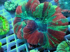 画像1: No.44 オオバナサンゴ マルチカラー (1)