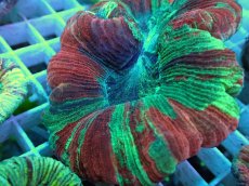 画像2: No.44 オオバナサンゴ マルチカラー (2)