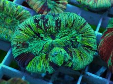 画像1: No.45 オオバナサンゴ マルチカラー (1)