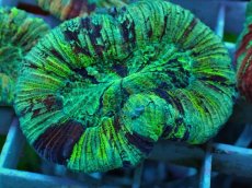 画像2: No.45 オオバナサンゴ マルチカラー (2)