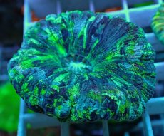 画像1: No.46 オオバナサンゴ マルチカラー (1)