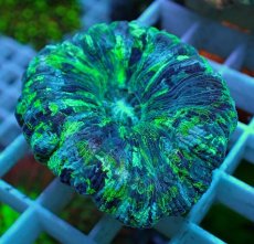 画像2: No.46 オオバナサンゴ マルチカラー (2)