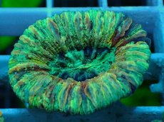 画像1: No.47 オオバナサンゴ マルチカラー (1)