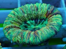 画像2: No.47 オオバナサンゴ マルチカラー (2)