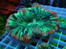 画像1: No.48 オオバナサンゴ マルチカラー (1)
