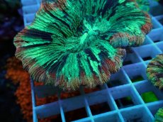 画像2: No.48 オオバナサンゴ マルチカラー (2)