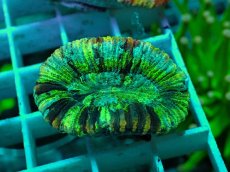 画像1: No.49 オオバナサンゴ マルチカラー (1)