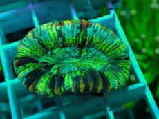 画像2: No.49 オオバナサンゴ マルチカラー (2)