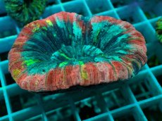 画像1: No.50 オオバナサンゴ マルチカラー (1)