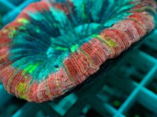 画像2: No.50 オオバナサンゴ マルチカラー (2)