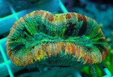 画像1: No.51 オオバナサンゴ マルチカラー (1)