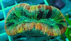 画像2: No.51 オオバナサンゴ マルチカラー (2)