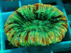 画像1: No.52 オオバナサンゴ マルチカラー (1)