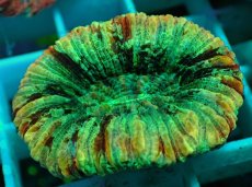 画像2: No.52 オオバナサンゴ マルチカラー (2)