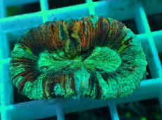 画像1: No.53 オオバナサンゴ マルチカラー (1)