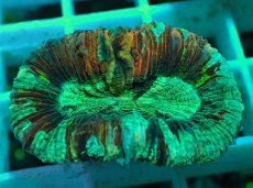 画像2: No.53 オオバナサンゴ マルチカラー (2)