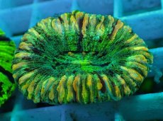 画像1: No.54 オオバナサンゴ マルチカラー (1)