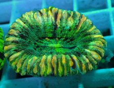 画像2: No.54 オオバナサンゴ マルチカラー (2)