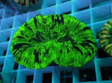 画像1: No.55 オオバナサンゴ マルチカラー (1)