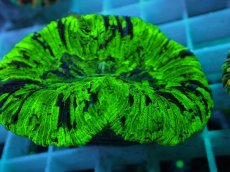 画像2: No.55 オオバナサンゴ マルチカラー (2)