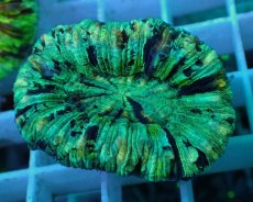 画像1: No.56 オオバナサンゴ マルチカラー (1)