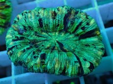 画像2: No.56 オオバナサンゴ マルチカラー (2)