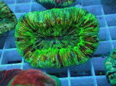 画像1: No.57 オオバナサンゴ マルチカラー (1)