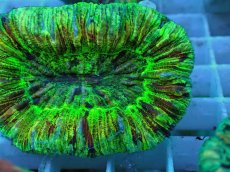 画像2: No.57 オオバナサンゴ マルチカラー (2)