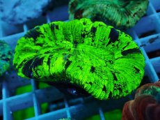 画像1: No.58 オオバナサンゴ マルチカラー (1)