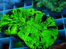 画像2: No.58 オオバナサンゴ マルチカラー (2)