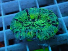 画像1: No.59 オオバナサンゴ マルチカラー (1)