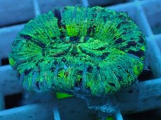 画像2: No.59 オオバナサンゴ マルチカラー (2)