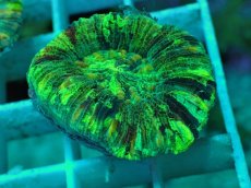 画像1: No.60 オオバナサンゴ マルチカラー (1)