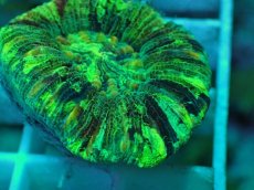 画像2: No.60 オオバナサンゴ マルチカラー (2)