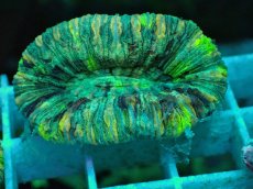 画像1: No.61 オオバナサンゴ マルチカラー (1)