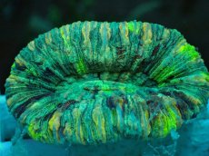 画像2: No.61 オオバナサンゴ マルチカラー (2)