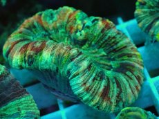 画像1: No.62 オオバナサンゴ マルチカラー (1)