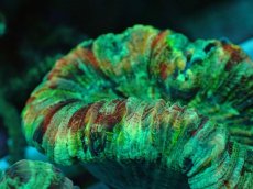 画像2: No.62 オオバナサンゴ マルチカラー (2)