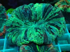 画像1: No.63 オオバナサンゴ マルチカラー (1)