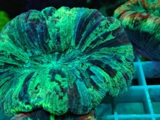 画像2: No.63 オオバナサンゴ マルチカラー (2)