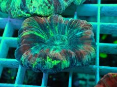 画像1: No.64 オオバナサンゴ マルチカラー (1)