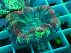 画像2: No.64 オオバナサンゴ マルチカラー (2)