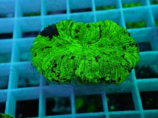 画像1: No.65 オオバナサンゴ マルチカラー (1)