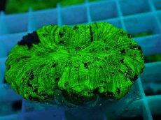 画像2: No.65 オオバナサンゴ マルチカラー (2)