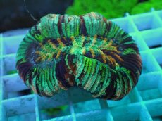 画像1: No.66 オオバナサンゴ マルチカラー (1)