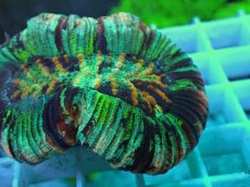 画像2: No.66 オオバナサンゴ マルチカラー (2)