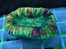 画像1: No.67 オオバナサンゴ マルチカラー (1)