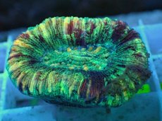 画像2: No.67 オオバナサンゴ マルチカラー (2)