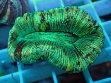 画像1: No.68 オオバナサンゴ マルチカラー (1)